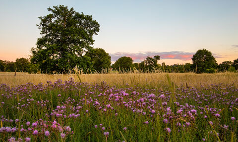 Wilder landscapes | Norfolk Wildlife Trust